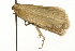  ( - MM00038)  @12 [ ] CreativeCommons - Attribution (2010) Unspecified Centre for Biodiversity Genomics