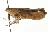  ( - MM00347)  @12 [ ] CreativeCommons - Attribution (2010) Unspecified Centre for Biodiversity Genomics