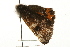 ( - MM00378)  @12 [ ] CreativeCommons - Attribution (2010) Unspecified Centre for Biodiversity Genomics