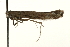  ( - MM00490)  @13 [ ] CreativeCommons - Attribution (2010) Unspecified Centre for Biodiversity Genomics