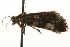  ( - MM00696)  @12 [ ] CreativeCommons - Attribution (2010) Unspecified Centre for Biodiversity Genomics
