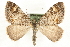  (Dysstroma infuscata - MM00721)  @15 [ ] CreativeCommons - Attribution (2010) Unspecified Centre for Biodiversity Genomics