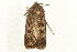  ( - MM00731)  @12 [ ] CreativeCommons - Attribution (2010) Unspecified Centre for Biodiversity Genomics