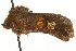  ( - MM00819)  @11 [ ] CreativeCommons - Attribution (2010) Unspecified Centre for Biodiversity Genomics