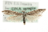  (Coleophora amellivora - MM03884)  @14 [ ] CreativeCommons - Attribution (2010) Unspecified Centre for Biodiversity Genomics