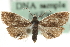  (Pammene rhediella - MM03890)  @14 [ ] CreativeCommons - Attribution (2010) Unspecified Centre for Biodiversity Genomics