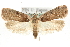  (Agonopterix multiplicella - MM04039)  @15 [ ] CreativeCommons - Attribution (2010) Unspecified Centre for Biodiversity Genomics