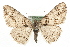  ( - MM04057)  @13 [ ] CreativeCommons - Attribution (2010) Unspecified Centre for Biodiversity Genomics