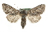  ( - MM04058)  @11 [ ] CreativeCommons - Attribution (2010) Unspecified Centre for Biodiversity Genomics