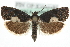  ( - MM04068)  @14 [ ] CreativeCommons - Attribution (2010) Unspecified Centre for Biodiversity Genomics