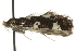  ( - MM04084)  @12 [ ] CreativeCommons - Attribution (2010) Unspecified Centre for Biodiversity Genomics