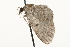  ( - MM03509)  @12 [ ] CreativeCommons - Attribution (2010) Unspecified Centre for Biodiversity Genomics