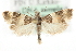  ( - MM03527)  @13 [ ] CreativeCommons - Attribution (2010) Unspecified Centre for Biodiversity Genomics