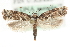  ( - MM03531)  @13 [ ] CreativeCommons - Attribution (2010) Unspecified Centre for Biodiversity Genomics