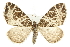  ( - MM03537)  @14 [ ] CreativeCommons - Attribution (2010) Unspecified Centre for Biodiversity Genomics