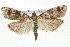  ( - MM03553)  @14 [ ] CreativeCommons - Attribution (2010) Unspecified Centre for Biodiversity Genomics