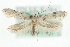  (Carpatolechia alburnella - MM03556)  @14 [ ] CreativeCommons - Attribution (2010) Unspecified Centre for Biodiversity Genomics