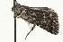  ( - MM03416)  @11 [ ] CreativeCommons - Attribution (2010) Unspecified Centre for Biodiversity Genomics