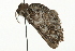  ( - MM04632)  @12 [ ] CreativeCommons - Attribution (2010) Unspecified Centre for Biodiversity Genomics