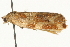  ( - MM04987)  @13 [ ] CreativeCommons - Attribution (2010) Unspecified Centre for Biodiversity Genomics