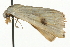  ( - MM05176)  @13 [ ] CreativeCommons - Attribution (2010) Unspecified Centre for Biodiversity Genomics