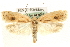  (Agonopterix kaekeritziana - MM03648)  @15 [ ] CreativeCommons - Attribution (2010) Unspecified Centre for Biodiversity Genomics