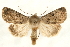  ( - MM03657)  @15 [ ] CreativeCommons - Attribution (2010) Unspecified Centre for Biodiversity Genomics