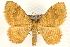 (Camptogramma bilineata - MM03702)  @15 [ ] CreativeCommons - Attribution (2010) Unspecified Centre for Biodiversity Genomics