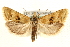  (Cochylimorpha alternana - MM03735)  @15 [ ] CreativeCommons - Attribution (2010) Unspecified Centre for Biodiversity Genomics