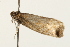  ( - MM05358)  @13 [ ] CreativeCommons - Attribution (2010) Unspecified Centre for Biodiversity Genomics