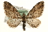  (Eupithecia sinuosaria - MM05403)  @15 [ ] CreativeCommons - Attribution (2010) Unspecified Centre for Biodiversity Genomics