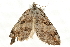  ( - MM04928)  @12 [ ] CreativeCommons - Attribution (2010) Unspecified Centre for Biodiversity Genomics