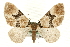  (Gagitodes - MM06750)  @15 [ ] CreativeCommons - Attribution (2010) Unspecified Centre for Biodiversity Genomics