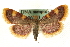  (Hypsopygia costalis - MM06753)  @15 [ ] CreativeCommons - Attribution (2010) Unspecified Centre for Biodiversity Genomics