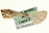  ( - MM06763)  @12 [ ] CreativeCommons - Attribution (2010) Unspecified Centre for Biodiversity Genomics