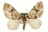  ( - MM06808)  @13 [ ] CreativeCommons - Attribution (2010) Unspecified Centre for Biodiversity Genomics