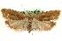  ( - MM06899)  @14 [ ] CreativeCommons - Attribution (2010) Unspecified Centre for Biodiversity Genomics