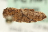  ( - MM06969)  @12 [ ] CreativeCommons - Attribution (2010) Unspecified Centre for Biodiversity Genomics