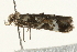  ( - MM06971)  @12 [ ] CreativeCommons - Attribution (2010) Unspecified Centre for Biodiversity Genomics