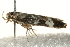  ( - MM06972)  @12 [ ] CreativeCommons - Attribution (2010) Unspecified Centre for Biodiversity Genomics