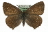  (Callophrys rubi - MM05430)  @15 [ ] CreativeCommons - Attribution (2010) Unspecified Centre for Biodiversity Genomics