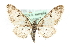  (Eupithecia irriguata - MM05967)  @15 [ ] CreativeCommons - Attribution (2010) Unspecified Centre for Biodiversity Genomics