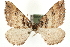  (Earophila - MM06000)  @15 [ ] CreativeCommons - Attribution (2010) Unspecified Centre for Biodiversity Genomics