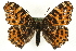  (Araschnia levana - MM06027)  @15 [ ] CreativeCommons - Attribution (2010) Unspecified Centre for Biodiversity Genomics