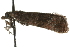  ( - MM06374)  @13 [ ] CreativeCommons - Attribution (2010) Unspecified Centre for Biodiversity Genomics