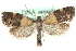  (Clepsis illustrana - MM06407)  @15 [ ] CreativeCommons - Attribution (2010) Unspecified Centre for Biodiversity Genomics