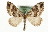  (Lampropteryx - MM06419)  @15 [ ] CreativeCommons - Attribution (2010) Unspecified Centre for Biodiversity Genomics