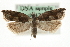  (Ancylis uncella - MM06426)  @14 [ ] CreativeCommons - Attribution (2010) Unspecified Centre for Biodiversity Genomics