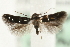  ( - MM06438)  @14 [ ] CreativeCommons - Attribution (2010) Unspecified Centre for Biodiversity Genomics