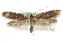  (Scythris obscurella - MM06456)  @14 [ ] CreativeCommons - Attribution (2010) Unspecified Centre for Biodiversity Genomics